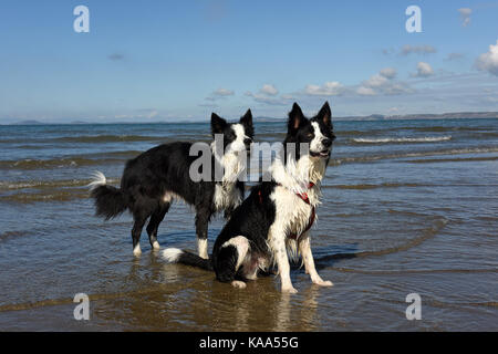 Border Collie chiens sur une large plage de paradis dans la région de Pembrokeshire ouest du pays de Galles. Banque D'Images