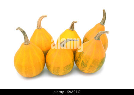 Poire orange six gourdes ornementales bicolore avec marquage vert pâle, isolé sur fond blanc Banque D'Images