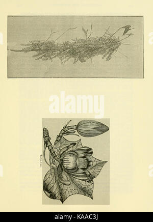 Cette page de 'Southern Bee culture' se concentre sur la pratique de l'apiculture dans le sud des États-Unis. Le livre couvre les techniques, les outils et les défis propres à l’apiculture dans cette région, offrant un aperçu des pratiques agricoles de l’époque. Banque D'Images