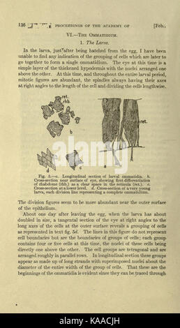 Structure et le développement de l'œil composé de l'abeille (page 136) BHL19672078 Banque D'Images