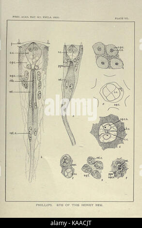 Structure et le développement de l'œil composé de l'abeille mellifère BHL19672069 Banque D'Images