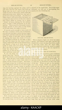 L'ABC et XYZ de bee culture (page 40) BHL9454303 Banque D'Images