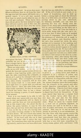 L'ABC et XYZ de la culture de l'abeille (page 358) BHL9454644 Banque D'Images