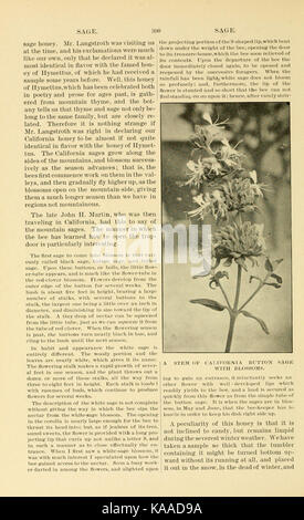 L'ABC et XYZ de la culture de l'abeille (page 390) BHL9454676 Banque D'Images