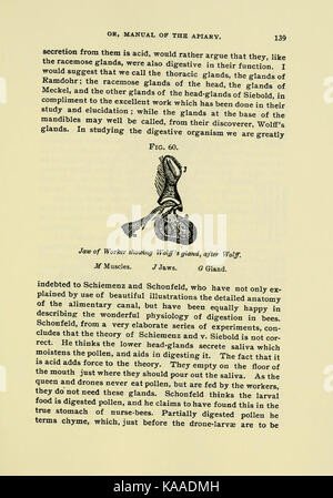 Le guide de l'apiculteur (page 139) BHL18188814 Banque D'Images