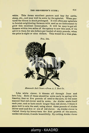 Le guide de l'apiculteur (page 415) BHL18189090 Banque D'Images