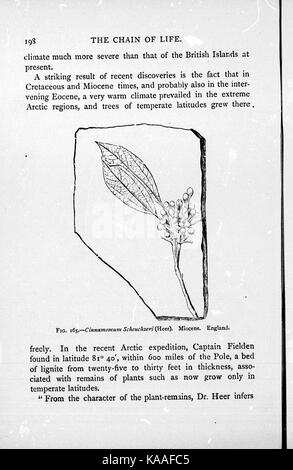 La chaîne de la vie dans les temps géologiques BHL26658638 Banque D'Images