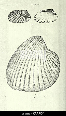 La republication de Conrad de coquilles fossiles les formations tertiaires d'Amérique du Nord BHL23521373 Banque D'Images