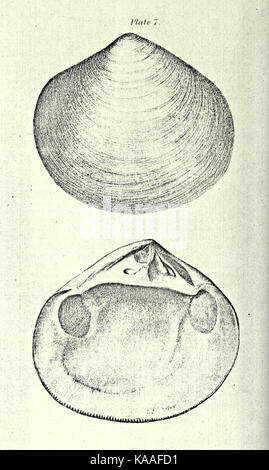 La republication de Conrad de coquilles fossiles les formations tertiaires d'Amérique du Nord BHL23521387 Banque D'Images