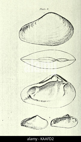 La republication de Conrad de coquilles fossiles les formations tertiaires d'Amérique du Nord BHL23521389 Banque D'Images