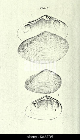 La republication de Conrad de coquilles fossiles les formations tertiaires d'Amérique du Nord BHL23521391 Banque D'Images