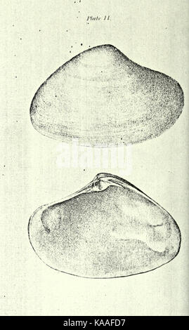 La republication de Conrad de coquilles fossiles les formations tertiaires d'Amérique du Nord BHL23521395 Banque D'Images