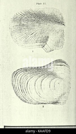 La republication de Conrad de coquilles fossiles les formations tertiaires d'Amérique du Nord BHL23521399 Banque D'Images