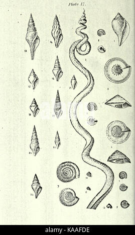 La republication de Conrad de coquilles fossiles les formations tertiaires d'Amérique du Nord BHL23521475 Banque D'Images