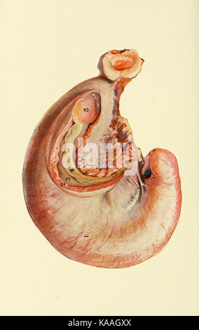 Les maladies des organes génitaux des animaux domestiques BHL21321621 Banque D'Images