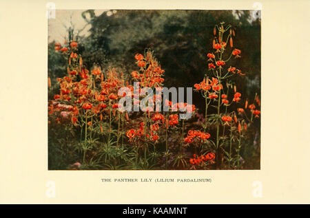 Le livre de hardy fleurs (43) Plaque (6465798223) Banque D'Images