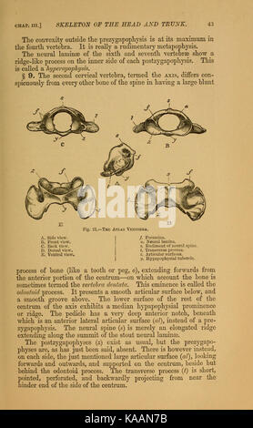 Le chat ; une introduction à l'étude des animaux à colonne vertébrale (page 43) BHL5232156 Banque D'Images