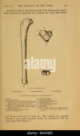 Le chat ; une introduction à l'étude des animaux à colonne vertébrale (page 111) BHL5232302 Banque D'Images