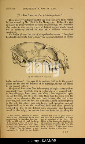 Le chat ; une introduction à l'étude de la page les animaux (403) BHL5232269 Banque D'Images