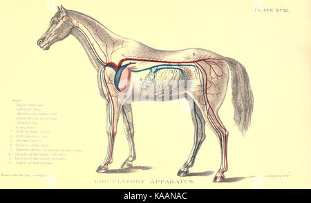 Rapport spécial sur les maladies du cheval BHL23129362 Banque D'Images