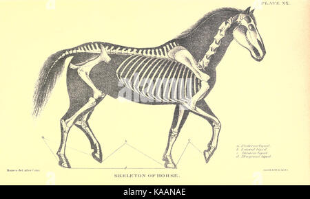 Rapport spécial sur les maladies du cheval BHL23129424 Banque D'Images