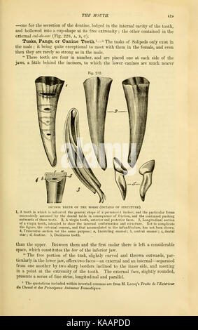 Cette page tirée de 'L'anatomie comparée des animaux domestiques' illustre les différences anatomiques dans diverses espèces. Il fait partie d'un travail éducatif visant à étudier les structures comparatives d'animaux comme les vaches, les chevaux et les chiens. Banque D'Images