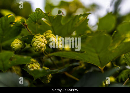 Détail de cônes de houblon dans le champ de houblon. Banque D'Images