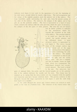 L'anatomie de l'calmar Loligo, pealii, Lesueur (page 6) BHL11827267 Banque D'Images