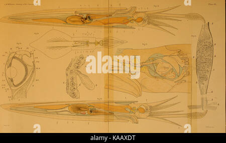 L'anatomie de l'calmar Loligo, pealii, Lesueur BHL11827385 Banque D'Images