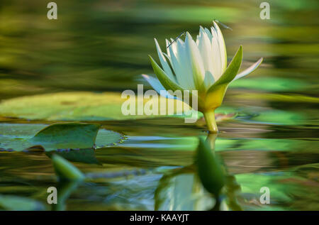 Un gros plan d'une fleur de nénuphar (nymphaea sp.) avec deux damselfies dans un jardin d'eau dans la ville de New York Central Park, New York. Banque D'Images