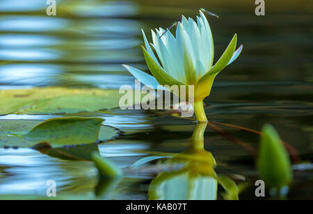 Un gros plan d'une fleur de nénuphar (nymphaea sp.) avec deux damselfies dans un jardin d'eau dans la ville de New York Central Park, New York. Banque D'Images