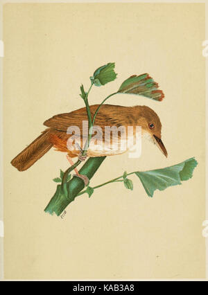 La faune de l'Inde britannique, y compris de Ceylan et la Birmanie (Oiseaux Vol 1) 303 Banque D'Images
