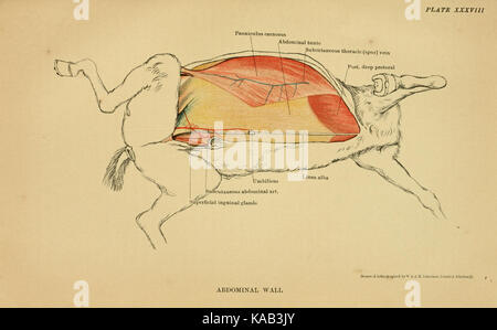 L'anatomie du cheval BHL19829716 Banque D'Images