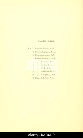 Texte SaundersHemipteraHeteropteraBritishIslandsPlate31 Banque D'Images