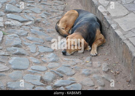 chien de rue Banque D'Images