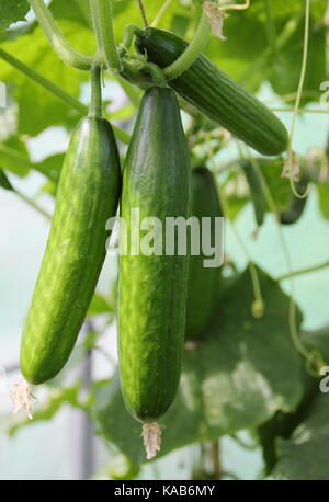 'Mini' munch du concombre (Cucumis sativa 'miini munch'), poussant dans un tunnel poly dans un potager à la fin de l'été (août) Banque D'Images