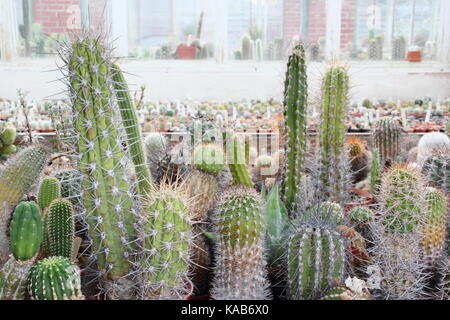 Une collection de cactus et de plantes sur l'écran aux côtés de plantes pour la vente dans le grand Chêne à serres Pépinières Dene, Barnsley, England, UK Banque D'Images