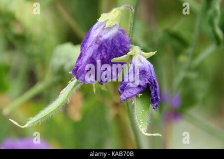 Un pois doux (Lathyrus odoratus) mûrit de fleur en gousse à la fin de l'été dans un jardin anglais Banque D'Images