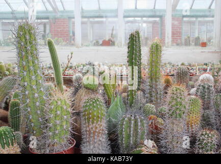 Une collection de cactus et de plantes sur l'écran aux côtés de plantes pour la vente dans le grand Chêne à serres Pépinières Dene, Barnsley, England, UK Banque D'Images