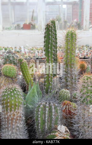 Une collection de cactus et de plantes sur l'écran aux côtés de plantes pour la vente dans le grand Chêne à serres Pépinières Dene, Barnsley, England, UK Banque D'Images