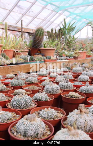 Une collection de cactus et de plantes sur l'écran aux côtés de plantes pour la vente dans le grand Chêne à serres Pépinières Dene, Barnsley, England, UK Banque D'Images