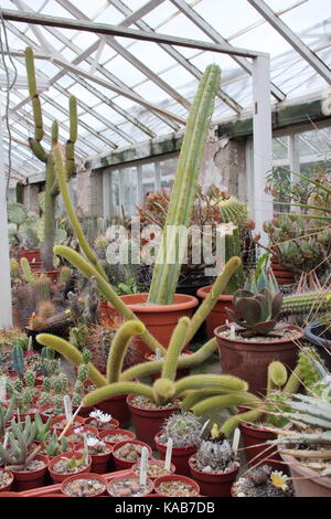 Une collection de cactus et de plantes sur l'écran aux côtés de plantes pour la vente dans le grand Chêne à serres Pépinières Dene, Barnsley, England, UK Banque D'Images