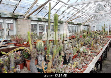 Une collection de cactus et de plantes sur l'écran aux côtés de plantes pour la vente dans le grand Chêne à serres Pépinières Dene, Barnsley, England, UK Banque D'Images