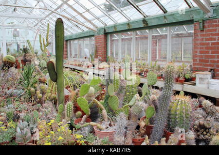 Une collection de cactus et de plantes sur l'écran aux côtés de plantes pour la vente dans le grand Chêne à serres Pépinières Dene, Barnsley, England, UK Banque D'Images