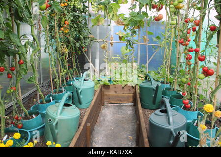 Les plants de tomates, dépouillés de leurs feuilles inférieures d'encourager une meilleure récolte, de plus en plus soulevées frontières dans une serre d'une entreprise de jardin allotissement Banque D'Images