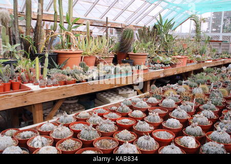 Une collection de cactus et de plantes sur l'écran aux côtés de plantes pour la vente dans le grand Chêne à serres Pépinières Dene, Barnsley, England, UK Banque D'Images