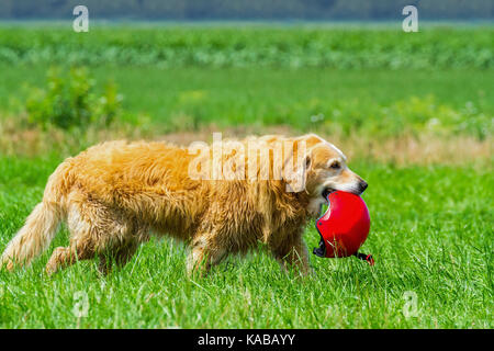 Dog walking in meadow faisant sports helmet Banque D'Images