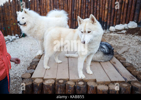 Groupe de beaux chiens de sibérie - samoyède et Husky Banque D'Images