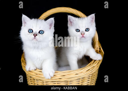 Deux jeunes chats dans panier en osier blanc isolé sur fond noir Banque D'Images