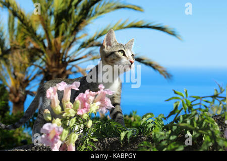 Chat domestique, noir blanc tabby, debout entre les fleurs en face de la mer méditerranée Banque D'Images